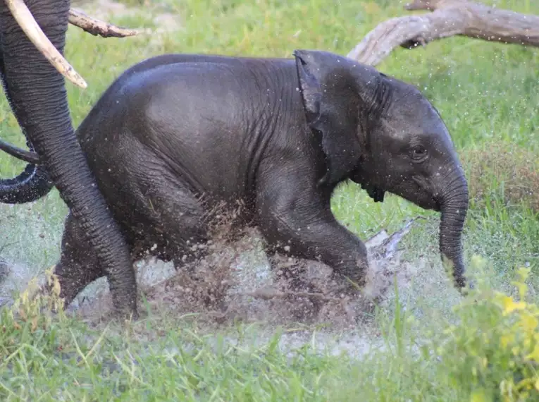 Niedliches Elefantenkalb planscht im Chobe-Nationalpark, Botswana.