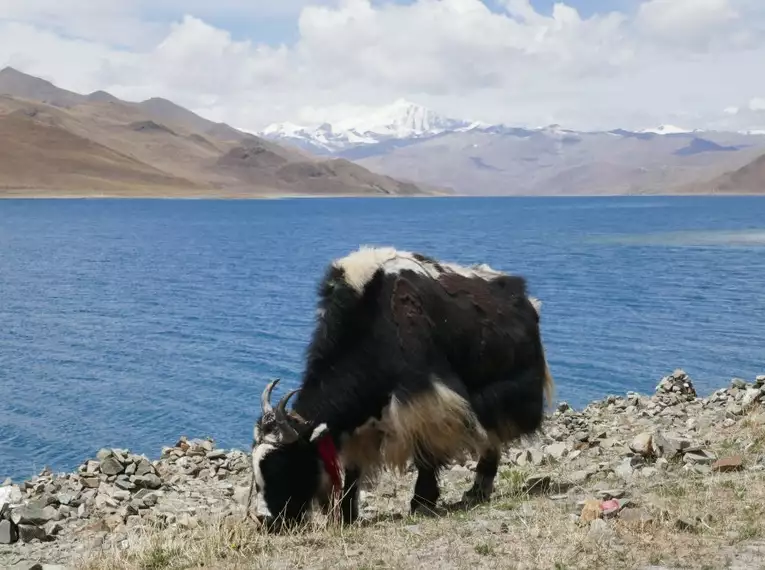 Yak weidet vor einem blauen See in Tibet mit Bergpanorama im Hintergrund.