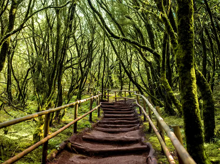 Ein schattiger Wanderweg führt durch den üppigen Lorbeerwald von La Gomera, umgeben von saftigem Grün.