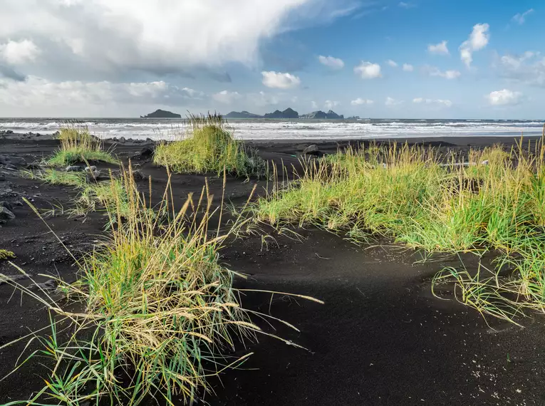 Einer der berühmten schwarzen Sandstrände auf Island Wildnis am schwarzen Sandstrand mit Blick aufs Meer in Island
