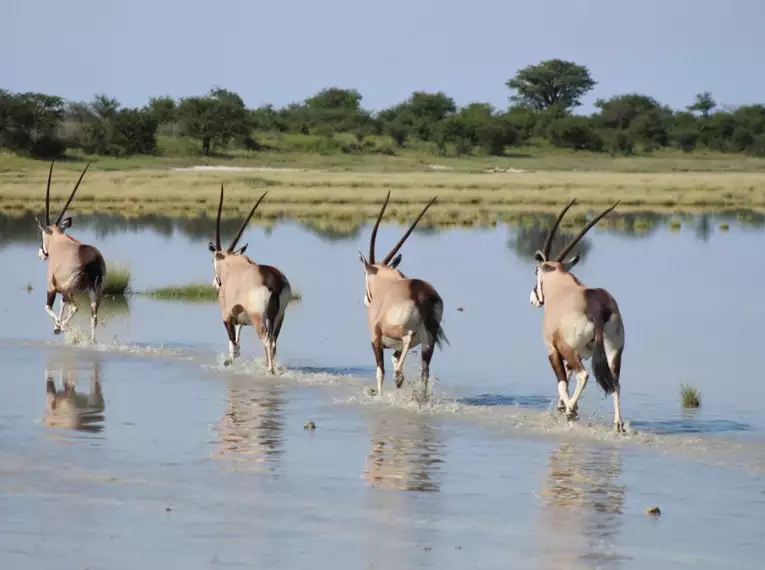 Botswana - Das grüne Herz der Kalahari mit Egmont Strigl