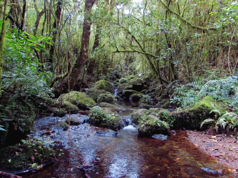 Kilimanjaro: Marangu-Route – Bild 8