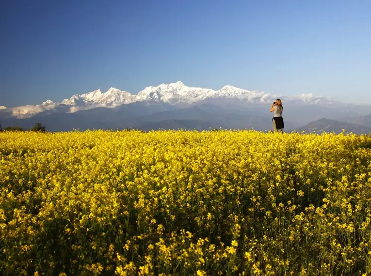 Person in einem gelben Blumenfeld vor schneebedeckten Himalaya-Bergen.