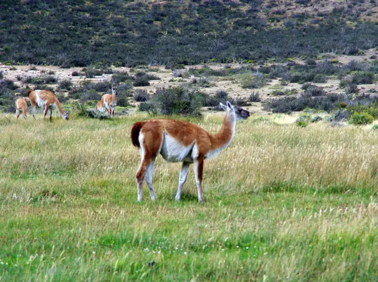 Guanakos grasen in der patagonischen Landschaft.