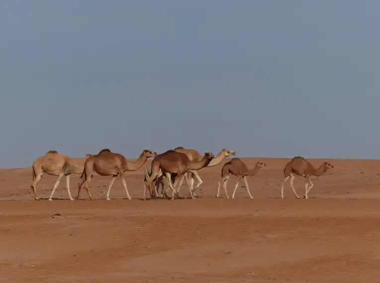 Oman - Anspruchsvolles Trekking im Sultanat – Bild 27