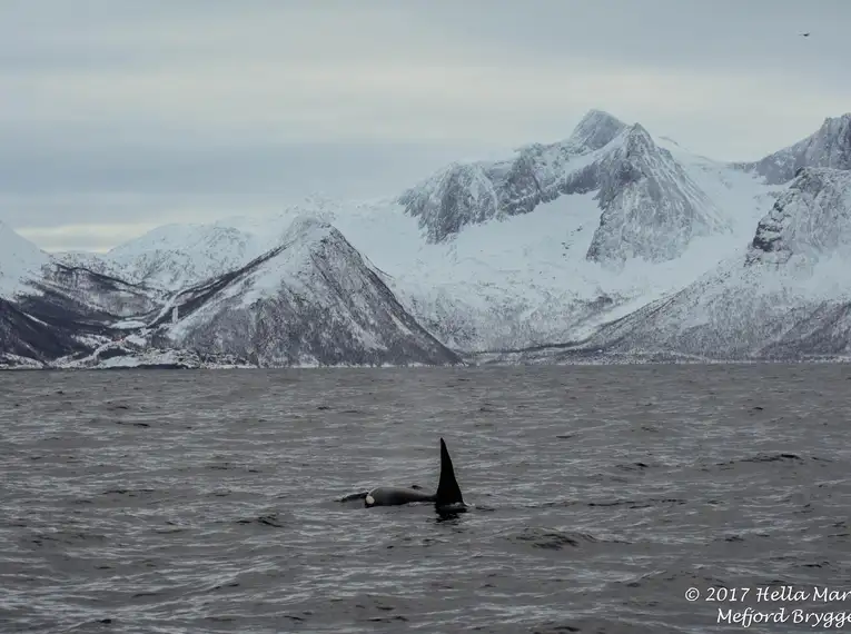 Schneeschuhwandern auf der Insel Senja - Norwegens Traumziel