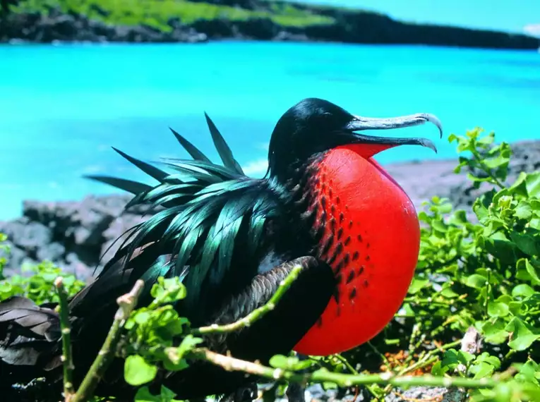 Ecuador und Galapagos - Highlights erleben