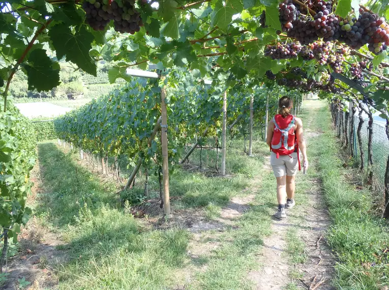 Individuelle Wanderung entlang des Wein- und Almenwegs in Südtirol