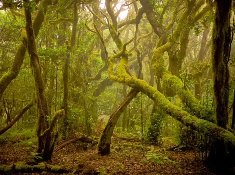 La Gomera individuell - Best of GR 132