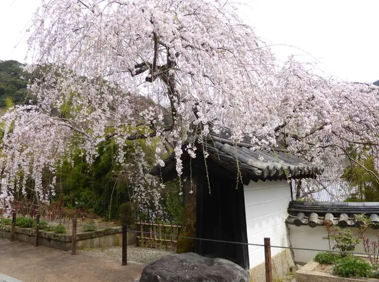 Japan: Kirschblüte oder Herbstlaub zaubern Farbenwunder