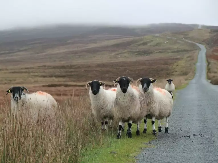 Freundliche Belgeiter während unserer Tour Schafe auf einer Landstraße in Irland, umgeben von leichtem Nebel.