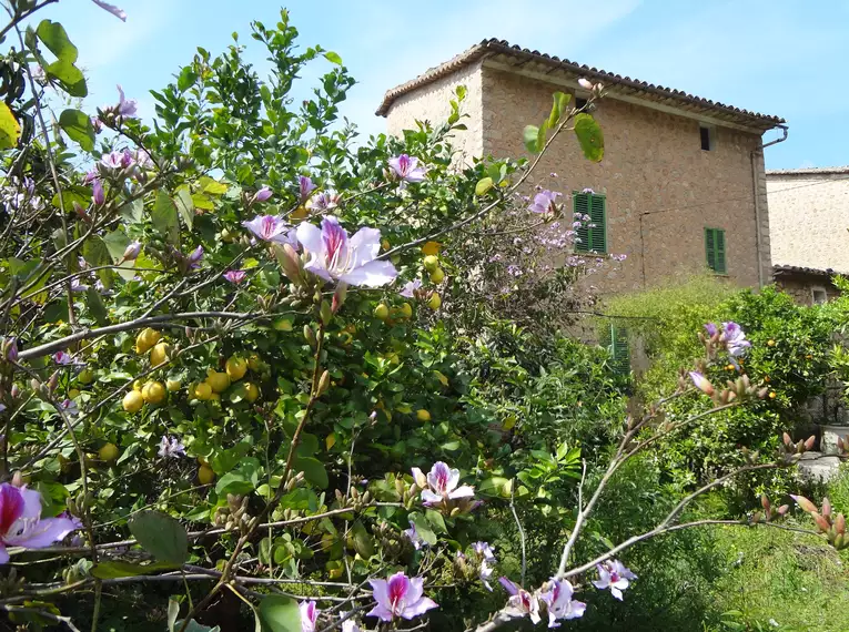 Individuelle Finca-Wanderung Mallorca - mit Charme