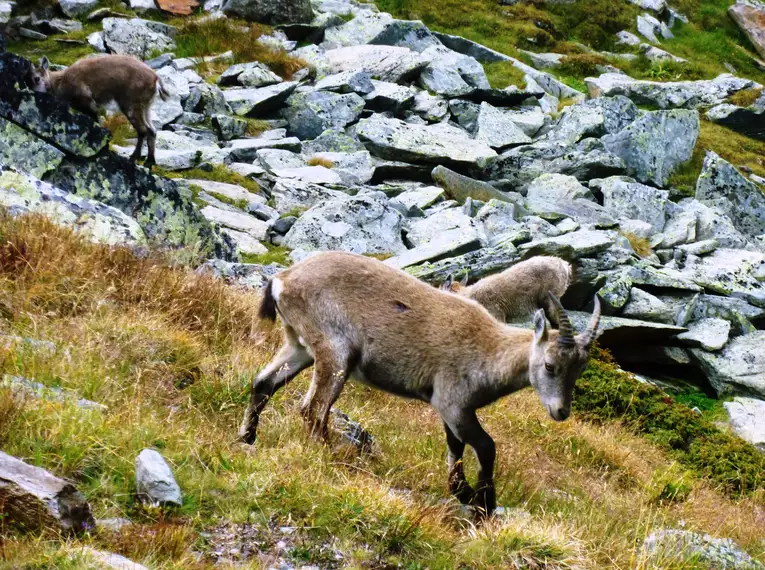 Individuelle Wanderwoche entlang des Aletsch Panoramawegs