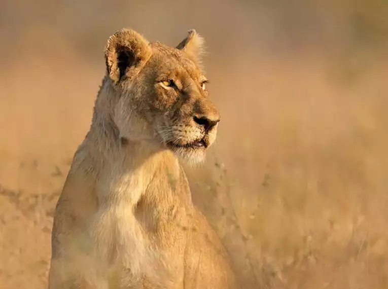 Südafrika - Drakensberge & Safari im Nordosten
