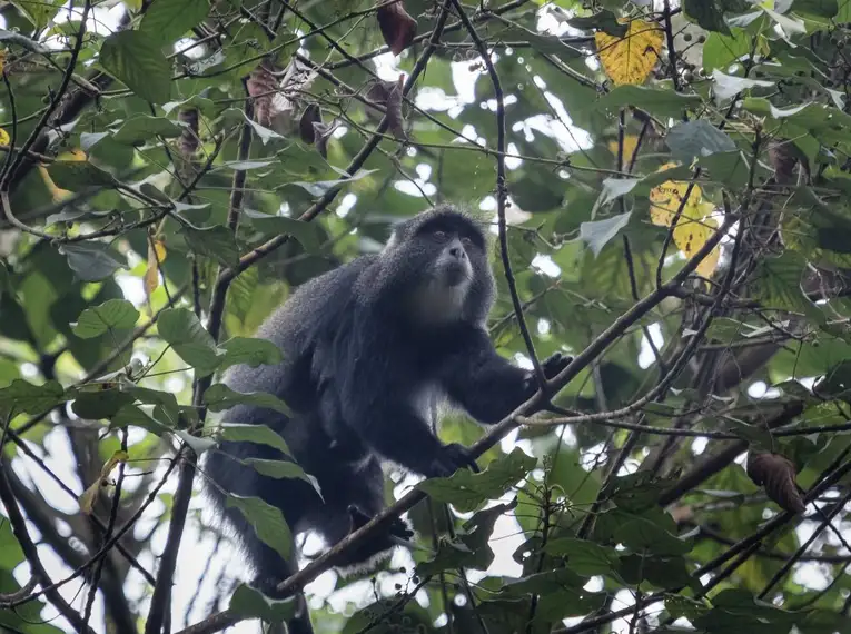 In Kleingruppen auf den Kilimanjaro: Lemosho-Route (Northern Circuit)  – Bild 14