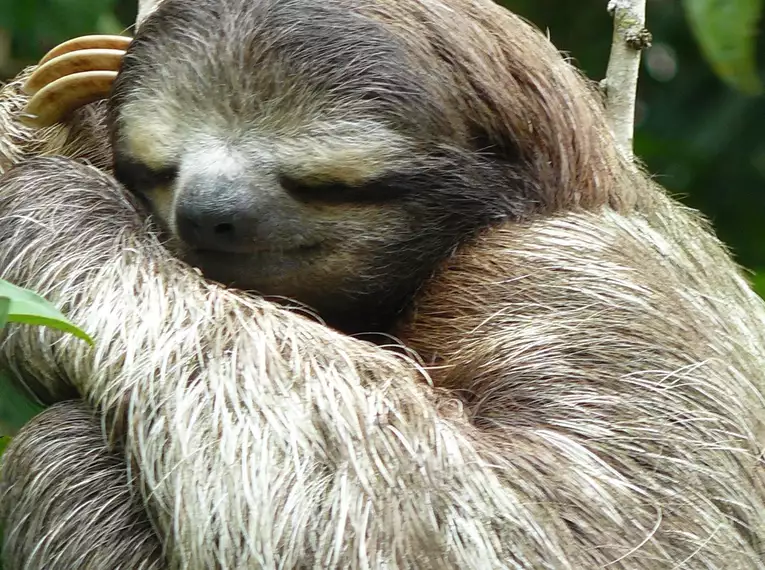Ein schlafendes Faultier hängt an einem Ast im dichten Regenwald von Costa Rica.