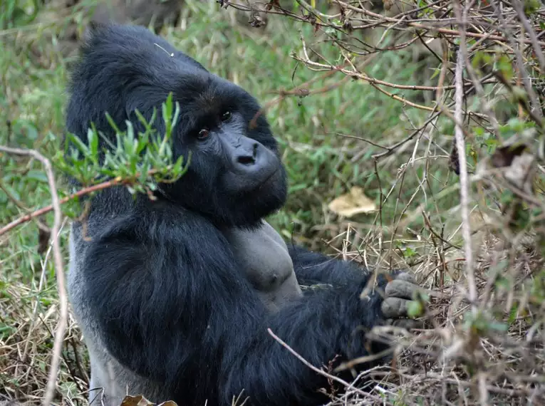 Uganda: Auf den Spuren der majestätischen Berggorillas