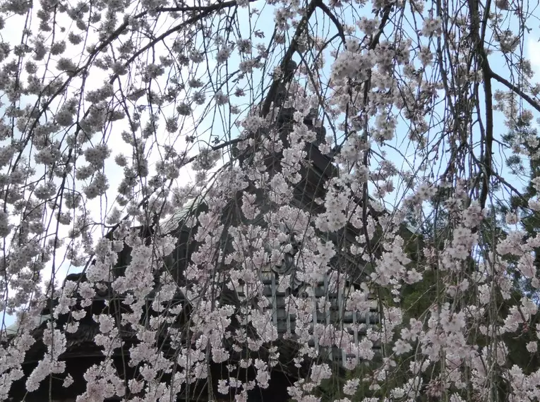 Kirschblütenpracht vor traditionellem Tempel Ein traditioneller Tempel hinter blühenden Kirschblüten in Japan.
