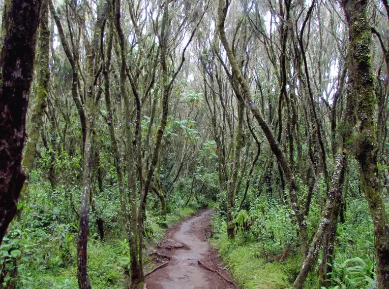 Kilimanjaro: Marangu-Route – Bild 4