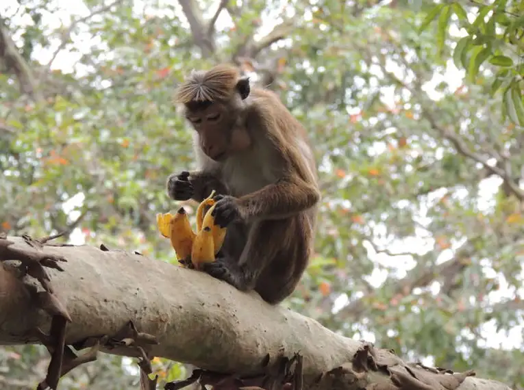 Magisches Sri Lanka - Eine Reise durch Geschichte, Natur und Kultur