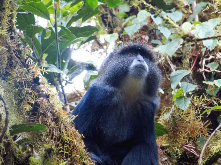 Kilimanjaro: Marangu-Route – Bild 10