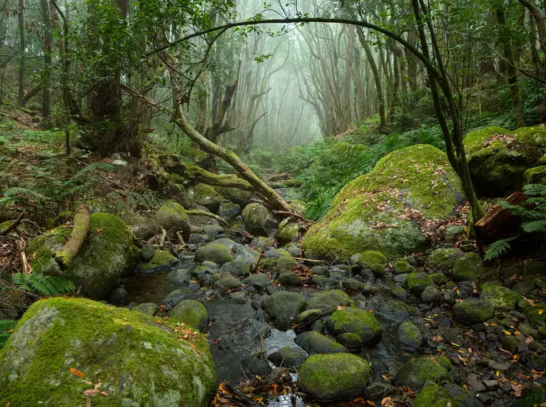 Mystischer Lorbeerwald auf La Gomera Dichter, nebliger Lorbeerwald auf La Gomera mit einem kleinen Bach.