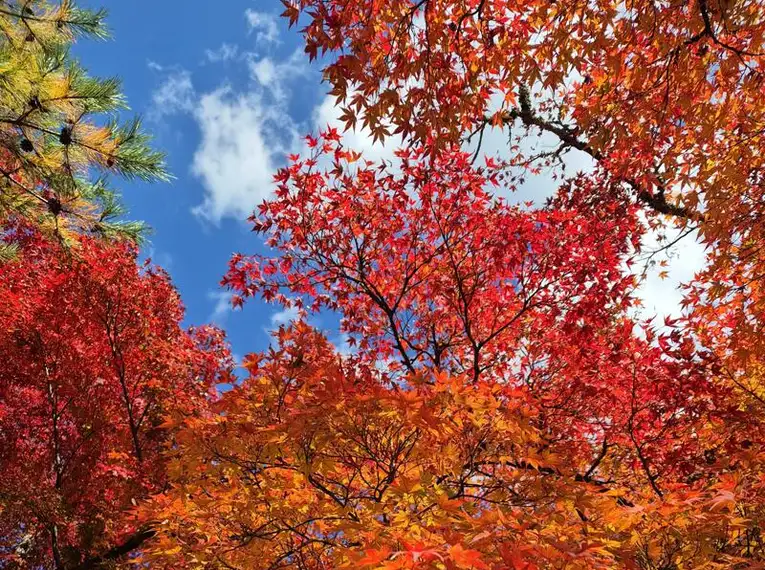 Japan: Kirschblüte oder Herbstlaub zaubern Farbenwunder