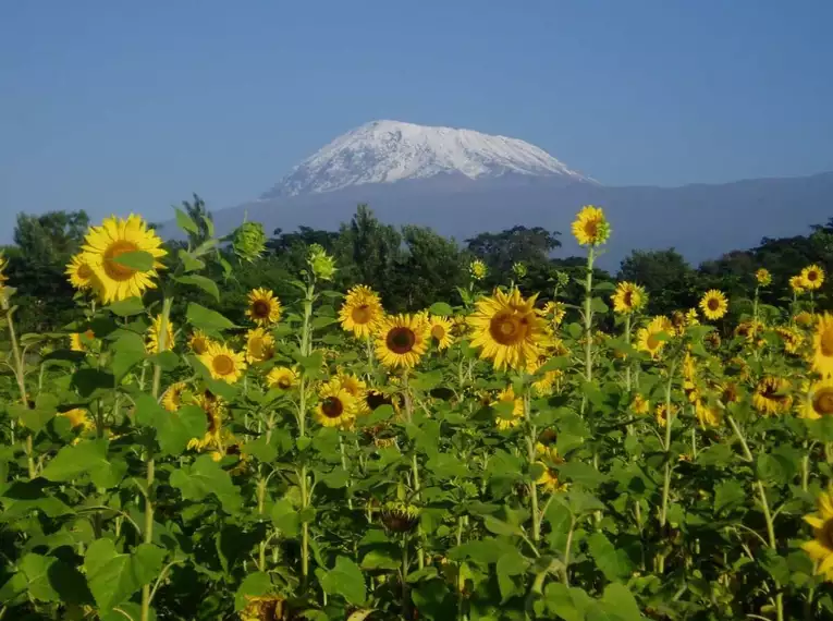 Kilimanjaro individuell - Machame Route