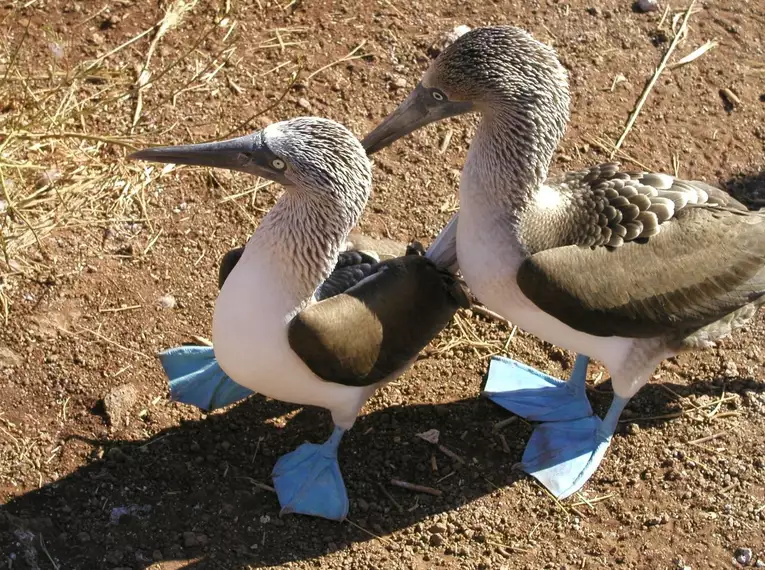 Ecuador und Galapagos - Highlights erleben