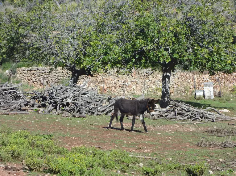 Individuelle Finca-Wanderung Mallorca - mit Charme