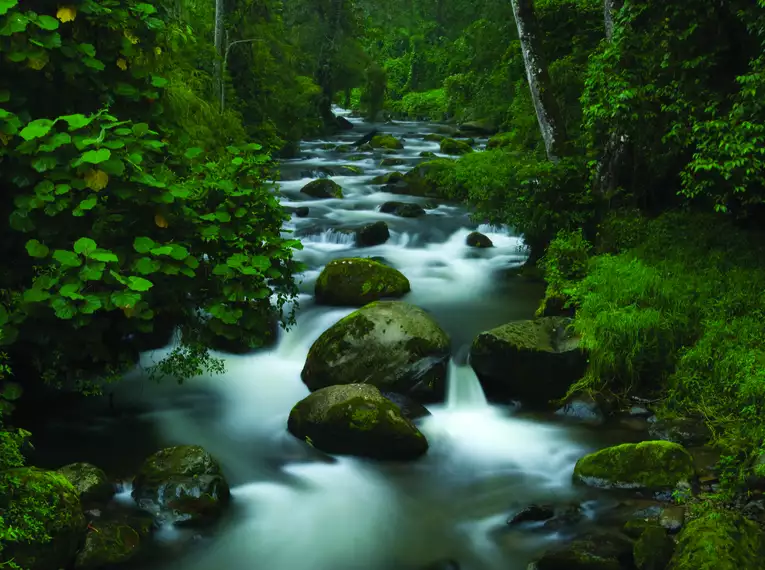 Ein klarer Bergbach fließt durch dichten, grünen rainforest in Costa Rica.