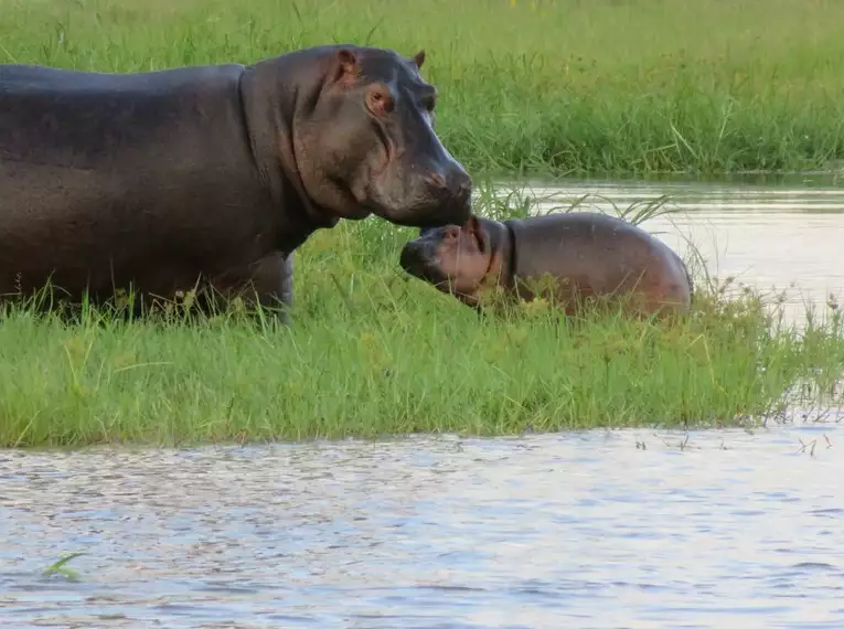 Botswana & Simbabwe - Vom Okavango-Delta zu den majestätischen Victoriafällen