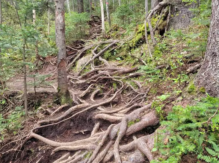 Verschlungene Waldpfade auf Hokkaido Verwachsene Baumwurzelpfade im Wald auf der Insel Hokkaido, Japan.