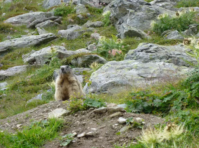Individuelle Wanderwoche entlang des Aletsch Panoramawegs