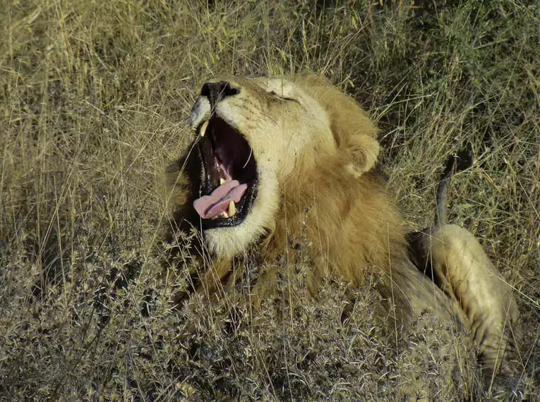 Südafrika - Drakensberge & Safari im Nordosten