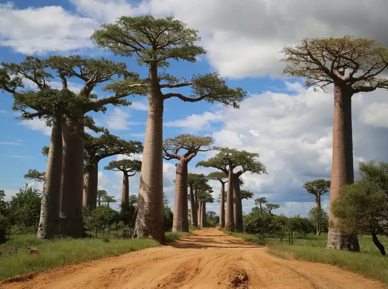 Magisches Madagaskar: Lemuren, Tsingys und Tropenparadiese