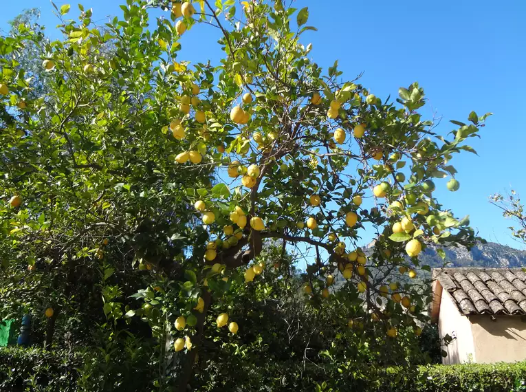 Individuelle Finca-Wanderung Mallorca - mit Charme