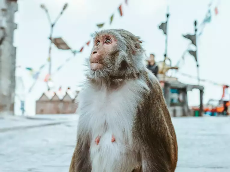 Swayambunath-Tempel in Nepal - jetzt ist klar, warum er auch Affentempel heißt Ein Affe sitzt vor dem Swayambunath-Tempel in Nepal.