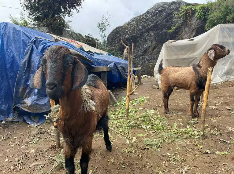 Nepal erleben: 12-tägiges Trekking & Yoga