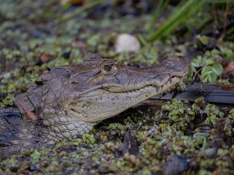 Costa Rica, Nicaragua & Panama gemütlich erwandern