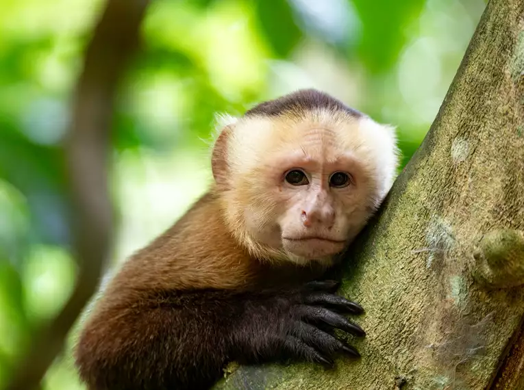 Costa Rica, Nicaragua & Panama gemütlich erwandern