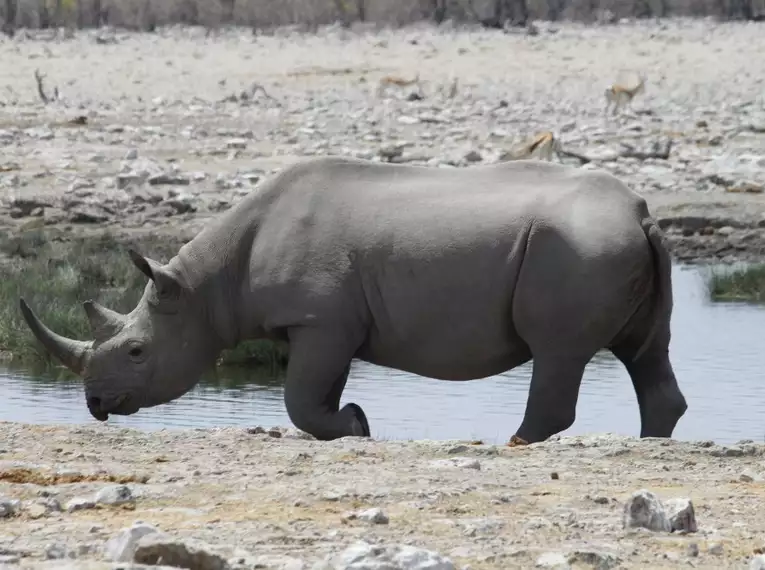 Nashorn trinkt aus einem Wasserloch im Etosha Nationalpark in Namibia.