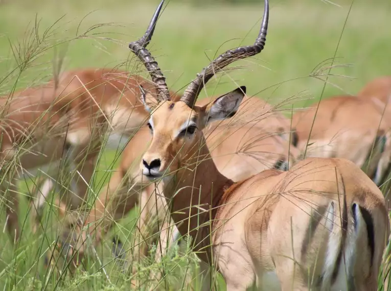 Botswana - Das grüne Herz der Kalahari mit Egmont Strigl