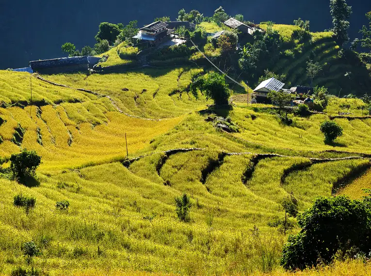 Grüne Reisterrassenlandschaft mit traditionellen Hütten in Nepal im Sonnenlicht.