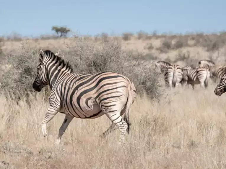 Namibia - die Wunderwelt der Wüsten