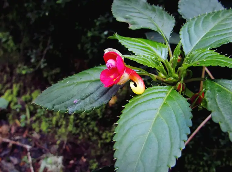 Kilimanjaro: Marangu-Route – Bild 12