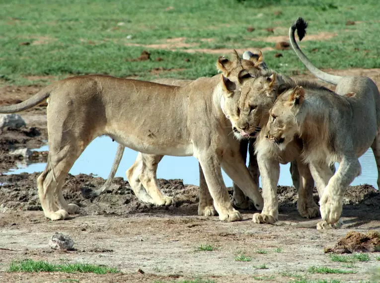 Südafrika und Namibia auf verborgenen Wegen erwandern