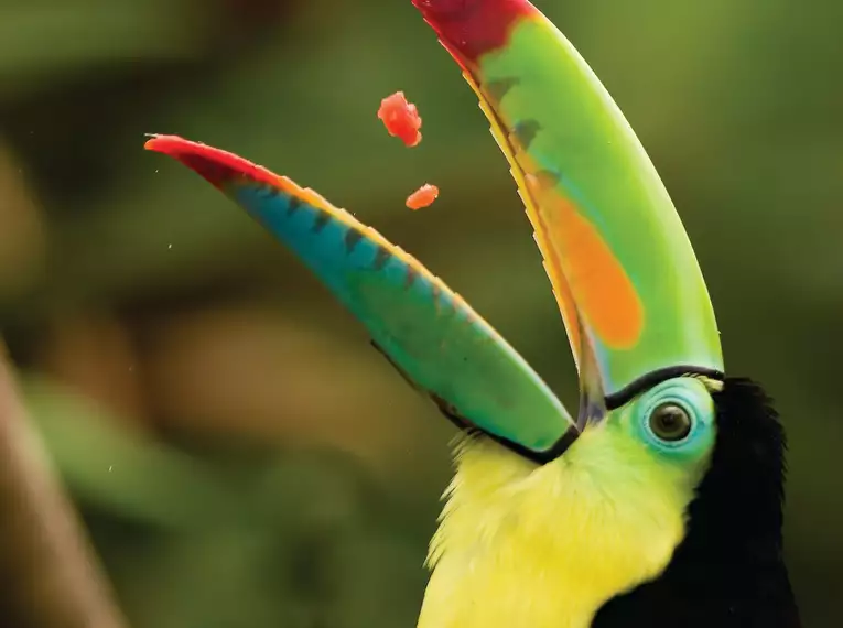 Costa Rica für Singles und Alleinreisende