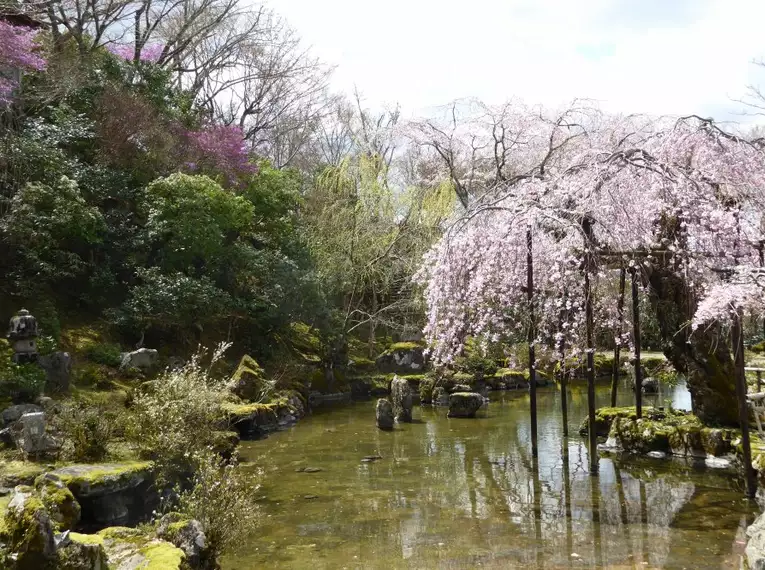 Und noch mehr Kirschblüten in einem japanischem Garten Japanischer Garten mit blühenden Kirschbäumen und Teich im Frühling.