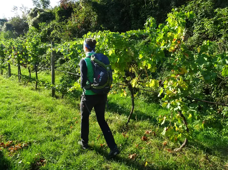 5-tägige individuelle Wanderungen Welterbesteig Wachau